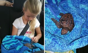 Baby Turtle saved